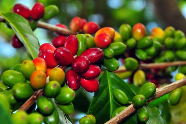 agrobisnis kopi arabusta kahve agrobindo